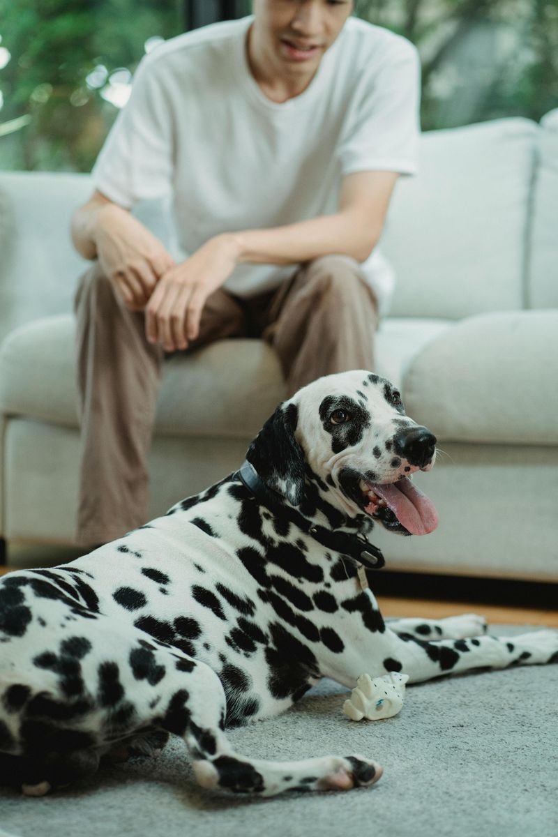 Dalmatian