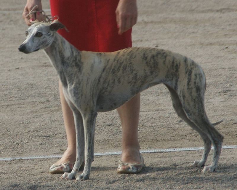 These 12 breeds look the part but may fail when guarding actually matters 8 Whippet