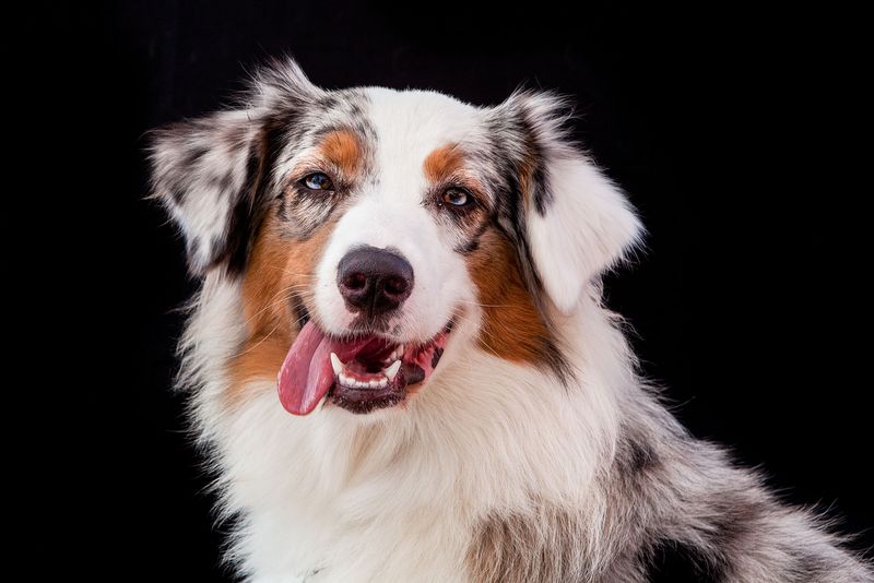 13 perfectly balanced mid-size dog breeds Americans are obsessed with right now 13 Miniature American Shepherd