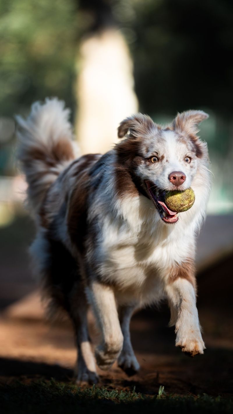 Australian Shepherd: Energy on Overdrive