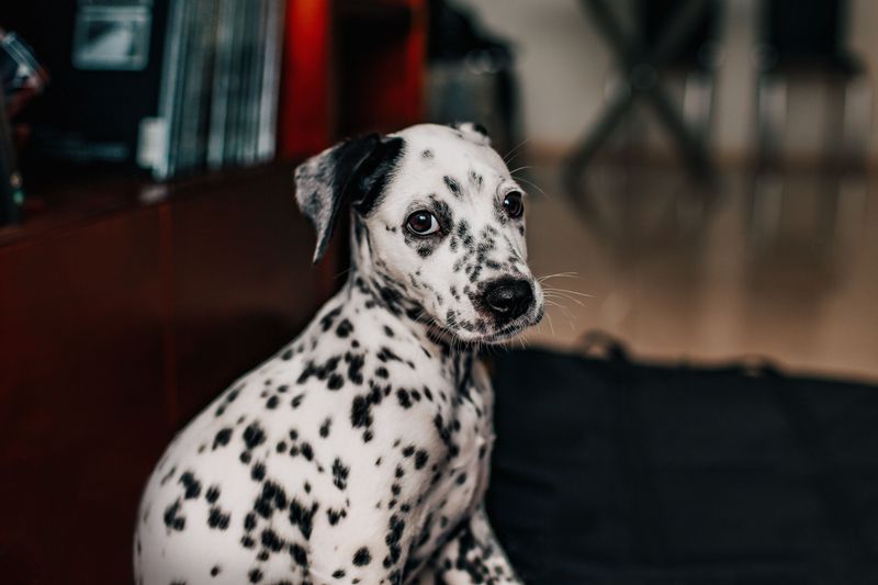 11 dog breeds that seem perfectly relaxed indoors - Then the front door opens and everything changes 11 Dalmatian