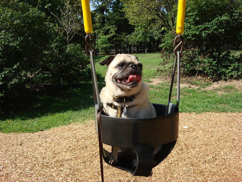 18 dog breeds people think are perfect family pets - until they discover the hidden challenges, plus 4 breeds that are even tougher 6 Pug