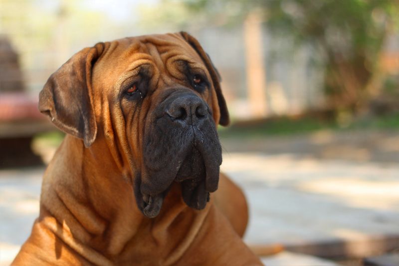 14 strong dog breeds that match the bullmastiff’s calm but intimidating energy 4 Boerboel