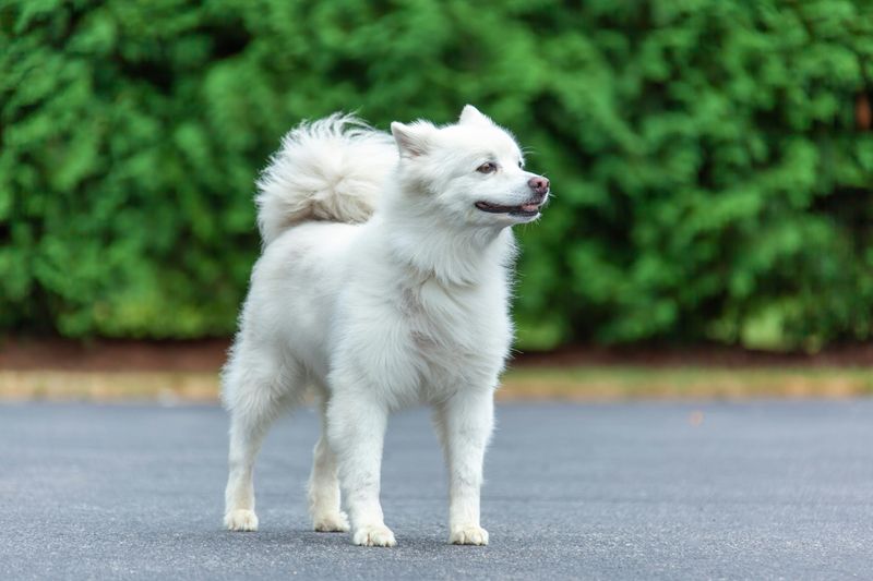 “Stop Letting Strangers Pet Your Dog” Posts Keep Starting Fights - 13 Breeds Named Most in Consent Debates 9 American Eskimo Dog