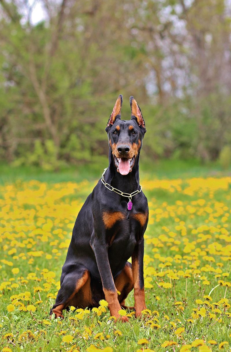 Some dogs enjoy your company - These 11 build their whole day around you 5 Doberman Pinscher