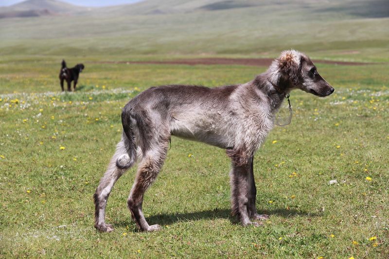 15 breeds that are shockingly fast when they decide to move 4 Taigan