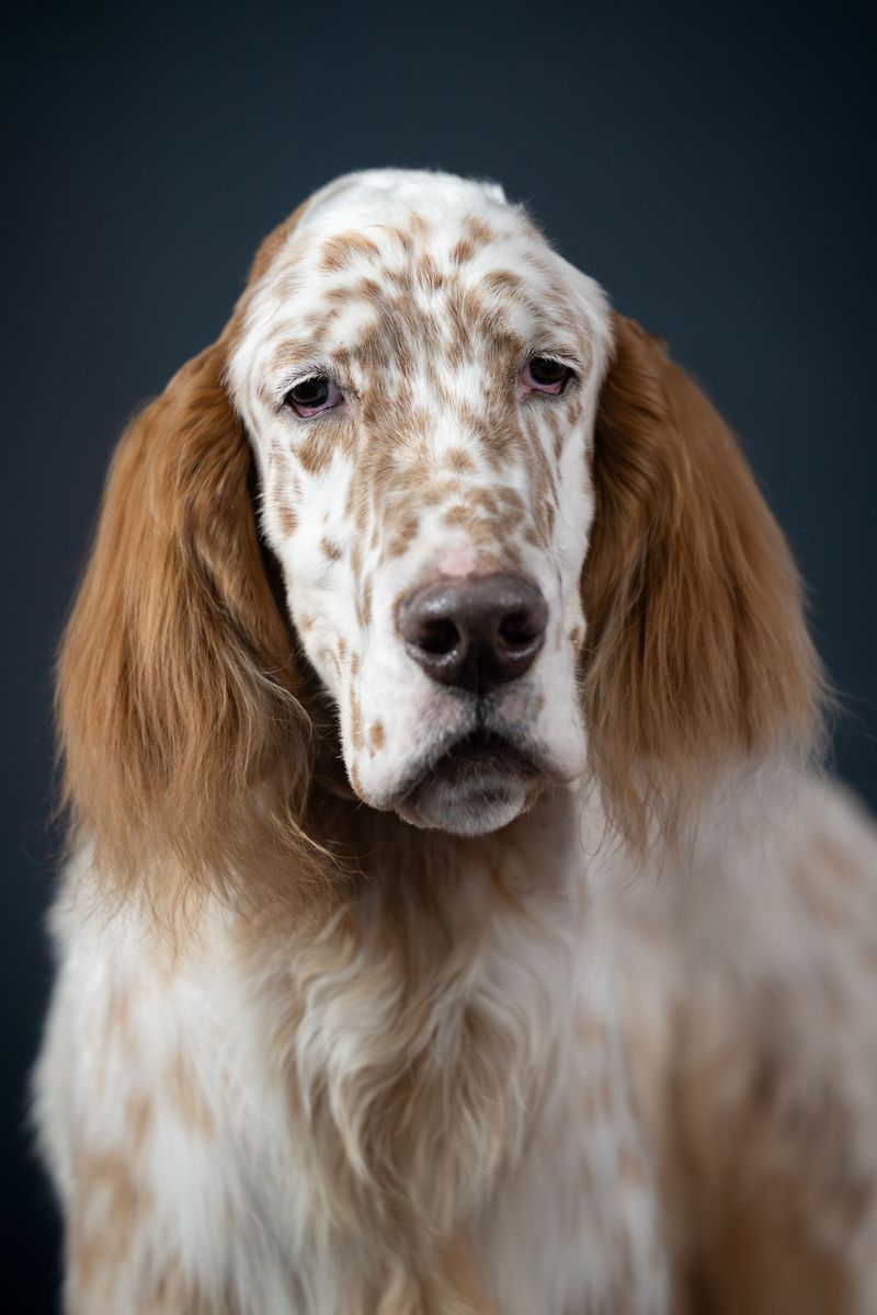Changing lifestyles are pushing these dog breeds out of the spotlight 4 English Setter