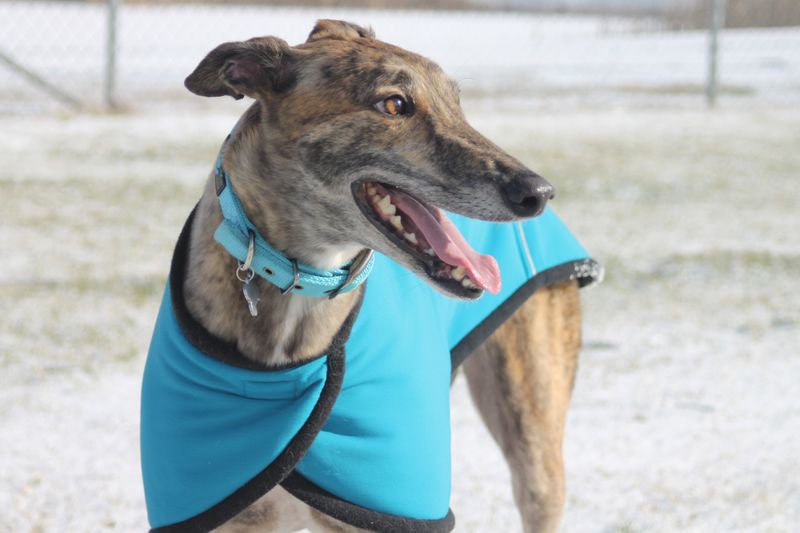 You arrive convinced you know which dog you want - Then one of these breeds ruins the entire plan 2 Greyhound