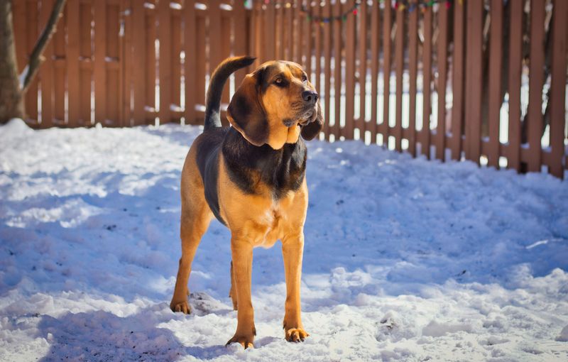 The biggest off-leash mistake owners make often involves these dog breeds 11 Bloodhound