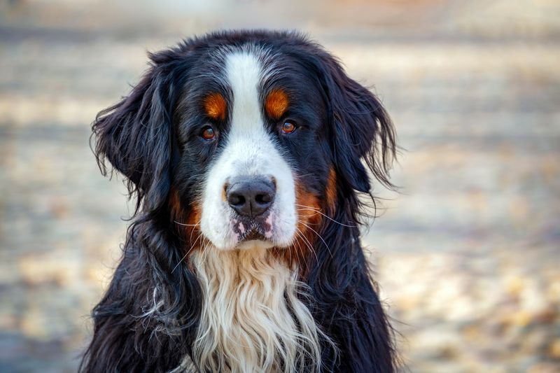 Bernese Mountain Dog