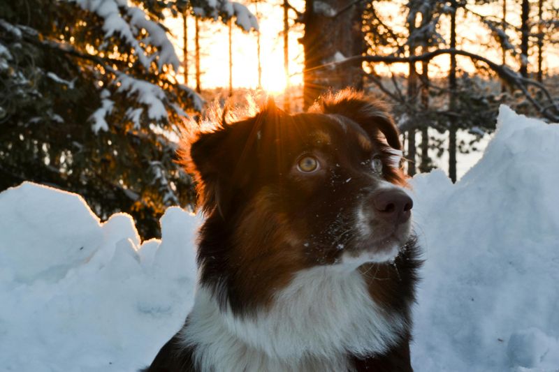 Australian Shepherd