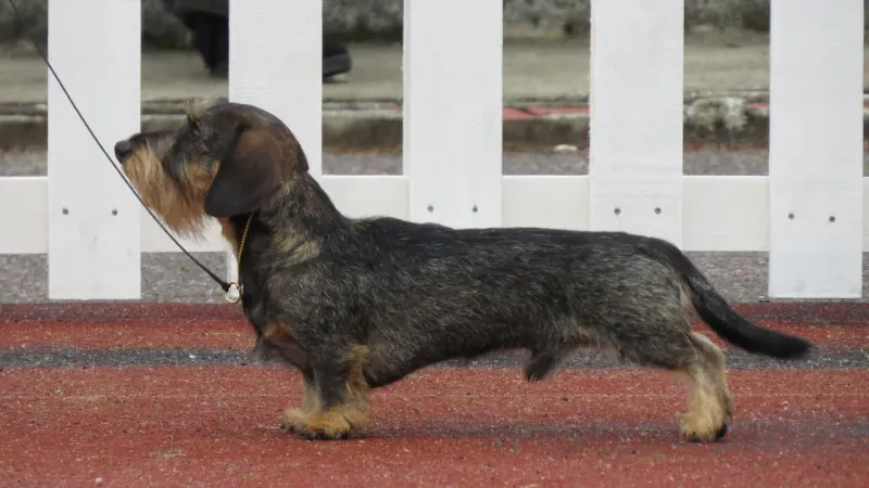 You set the house rules - until one of these 9 dog breeds decides they're negotiable 3 Dachshund
