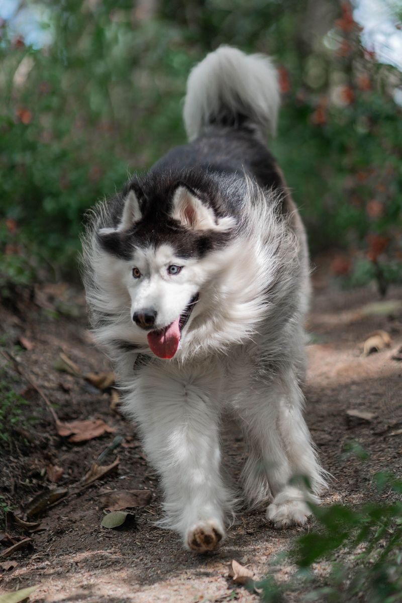 Owning a smart dog sounds impressive - Until the dog starts outthinking you 11 Alaskan Malamute - The Trail Engineer
