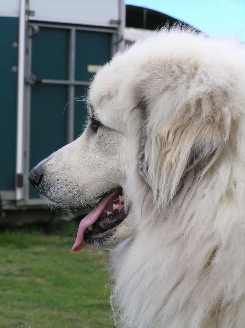 Great Pyrenees - The calm night watch
