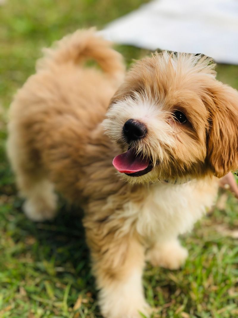These 12 dog breeds would rather spend one perfect afternoon with you than meet a hundred new people 6 Havanese