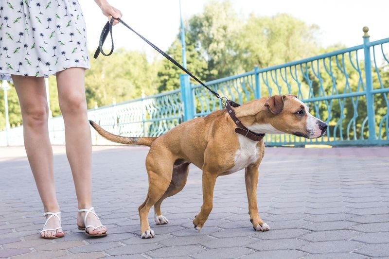 10 signs your dog thinks he's calling the shots - and 3 that are often misunderstood 9 Pulls heavily on walks