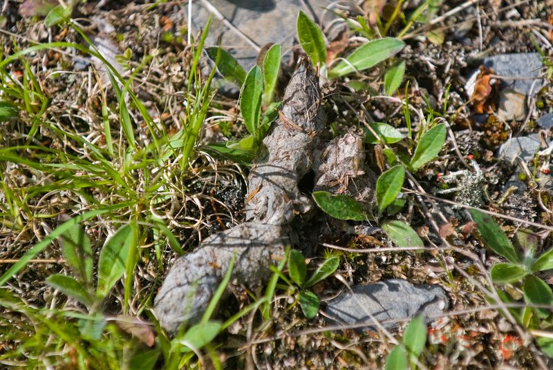 These 14 scents reveal just how extraordinary a dog's nose really is 10 Wildlife trails