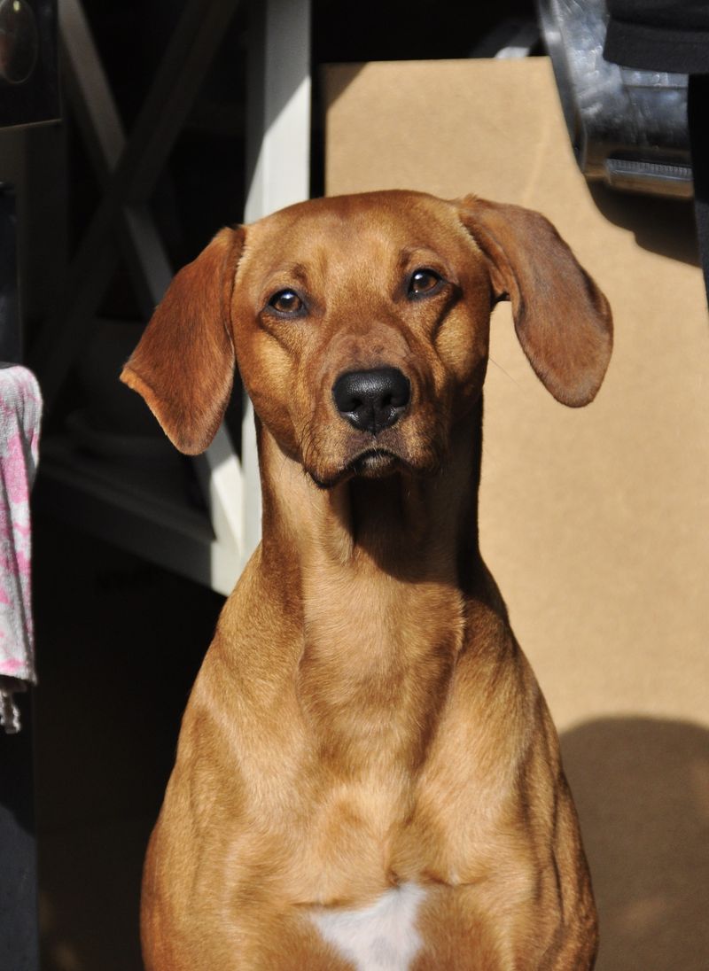 Redbone Coonhound