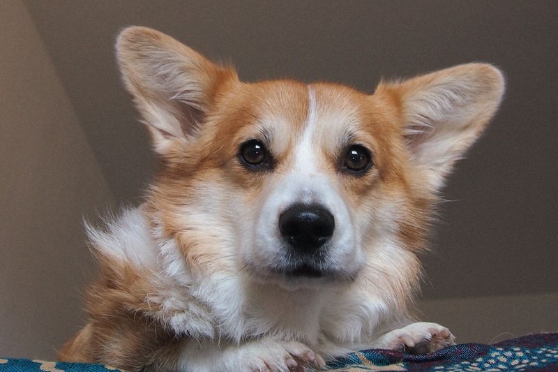 Pembroke Welsh Corgi