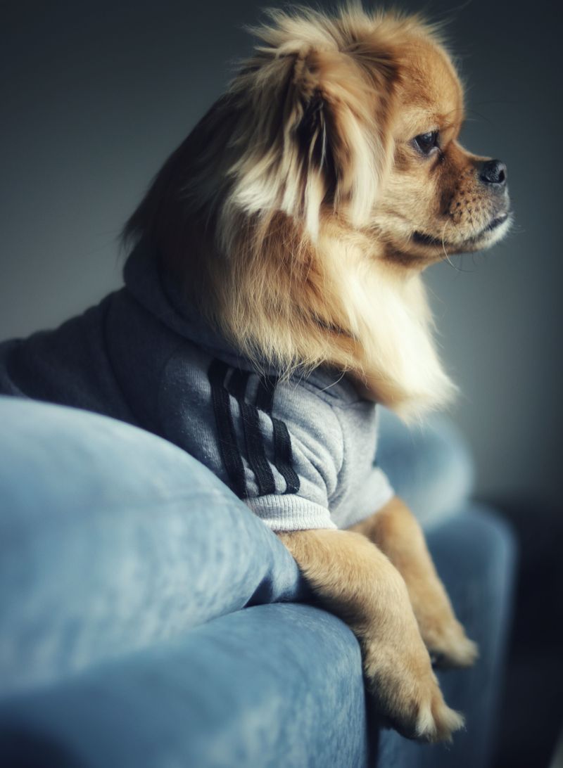 12 dog breeds that look like professional couch potatoes - Until you give them something to figure out 13 Pekingese