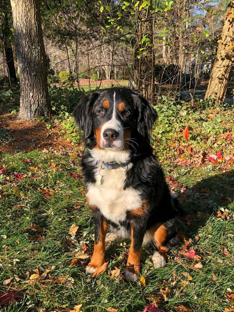 Hotter summers can be harder on dogs than owners realize - Breed traits make a difference 6 Bernese Mountain Dog