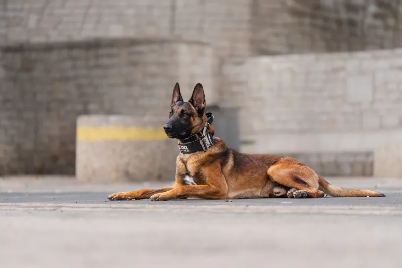 Use puzzle feeders for enrichment