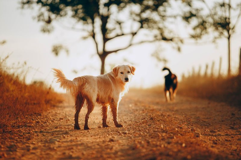 Some dogs wait at home for the adventure to end - These breeds would rather come along 3 Golden Retriever