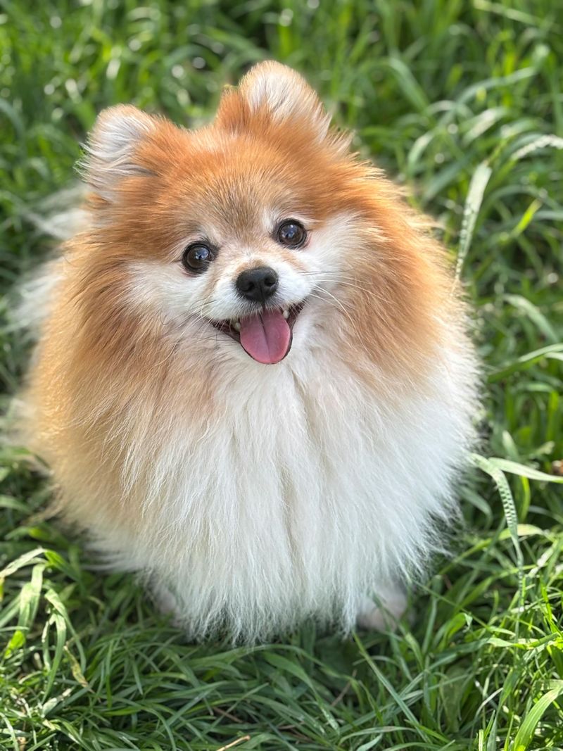 These 12 dogs bark so much owners sometimes feel like they’re living with alarms 6 Pomeranian