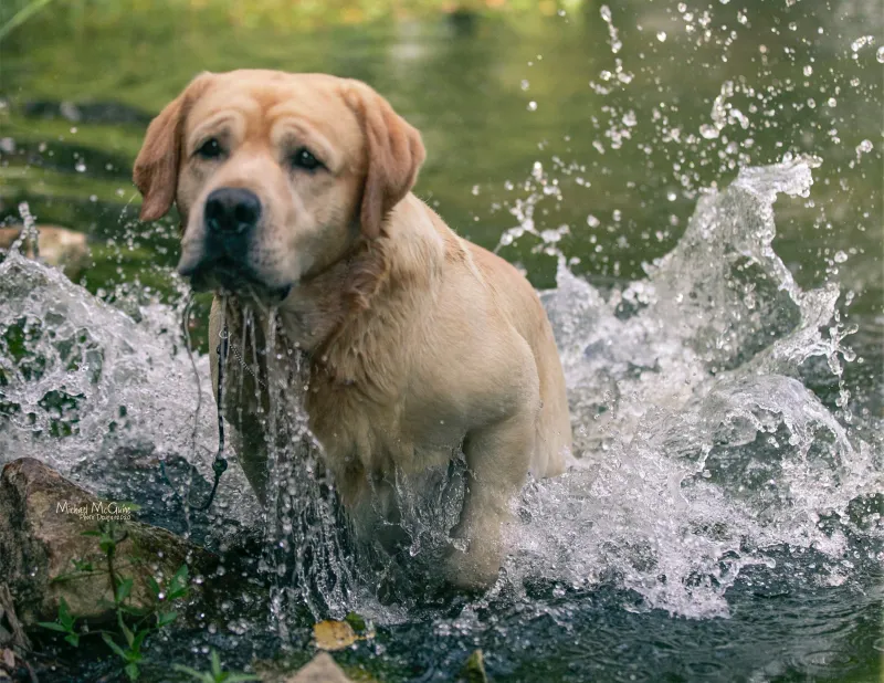 Which of these 20 Dog Breeds Are the Smartest? Here’s What Experts Say 8 Labrador Retriever
