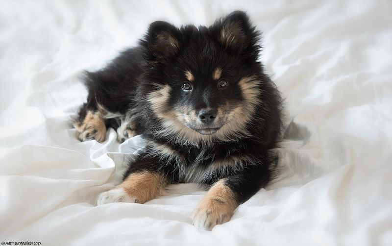 Finnish Lapphund