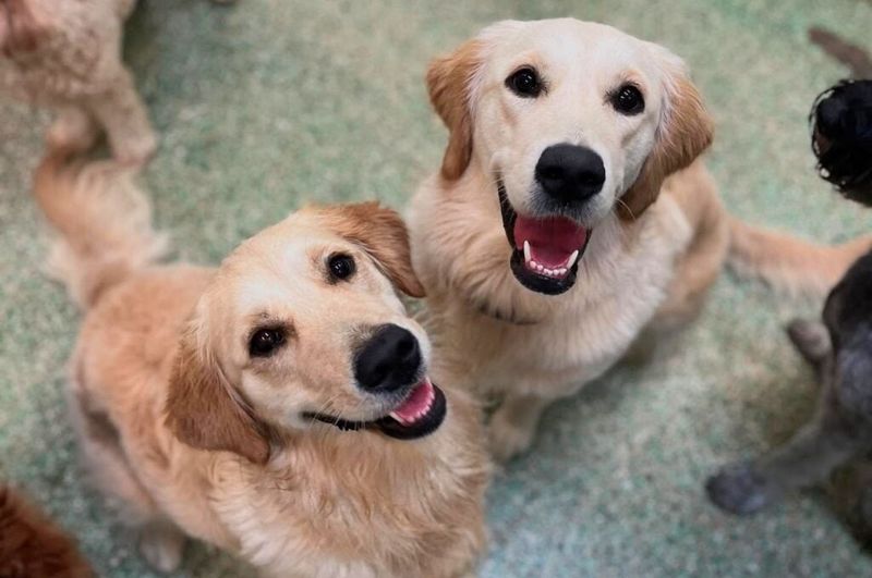 10 Golden Retriever truths owners wish they knew before bringing one home 4 They crave constant companionship