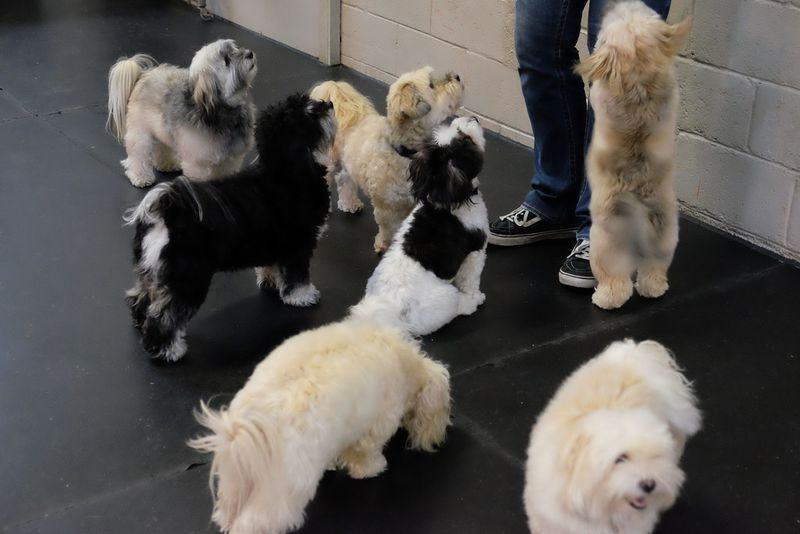 12 dogs that treat every homecoming like a celebration - plus 3 loyal waiters 8 Havanese