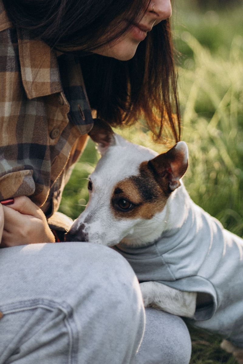 11 dogs that behave differently on leash than off it - and why it matters 11 Jack Russell Terrier