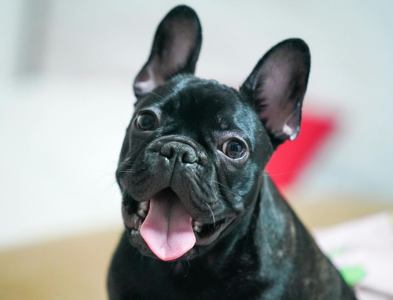 French Bulldog