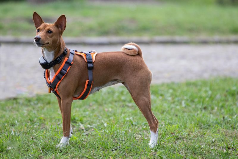 Tired of fur everywhere? These 10 low-shedding breeds are winning owners over fast 11 Basenji