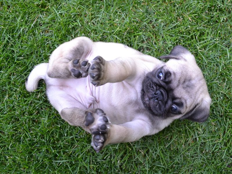 The dangerous part isn't meeting these dog breeds - It's trying to walk away without wanting one 5 Pug