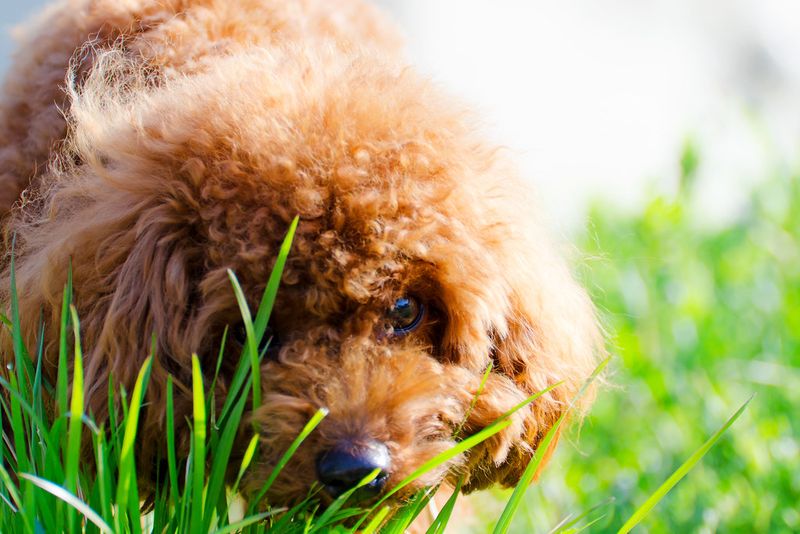 Toy Poodle