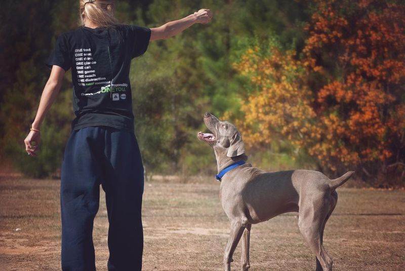 Weimaraner