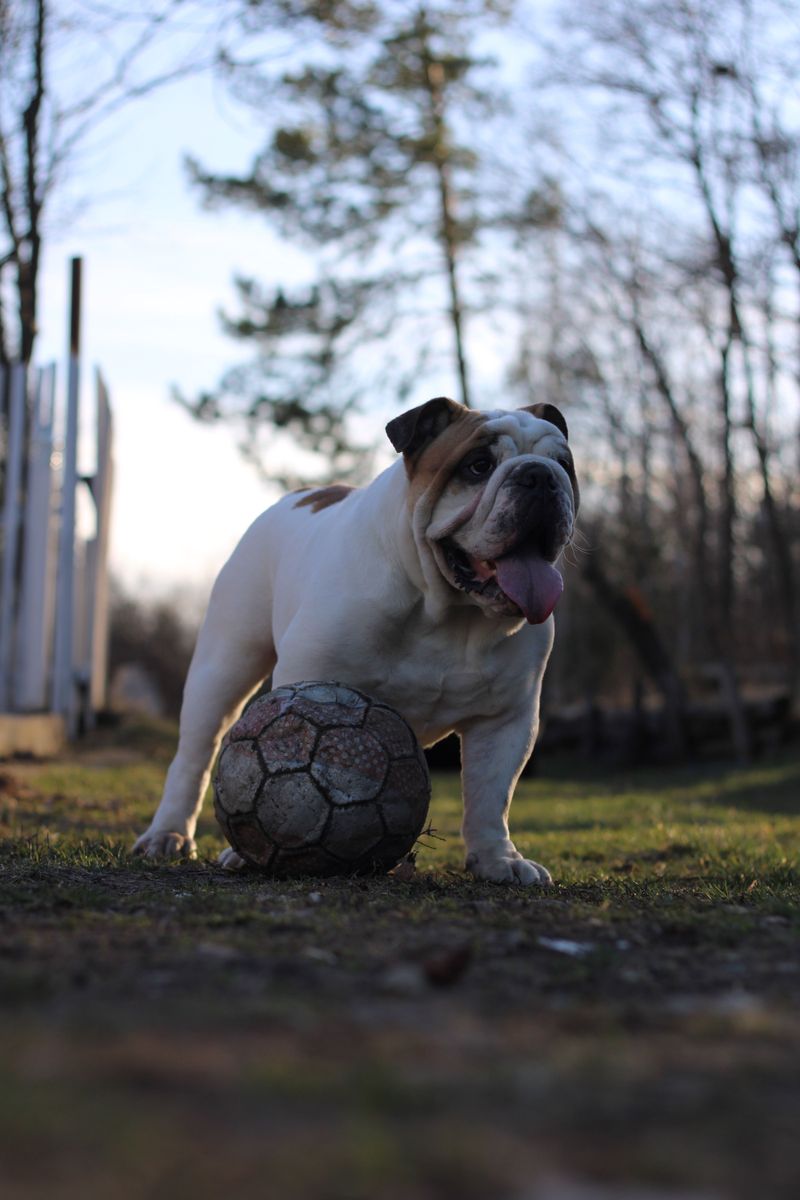 First impressions get these dog breeds wrong surprisingly often 12 English Bulldog