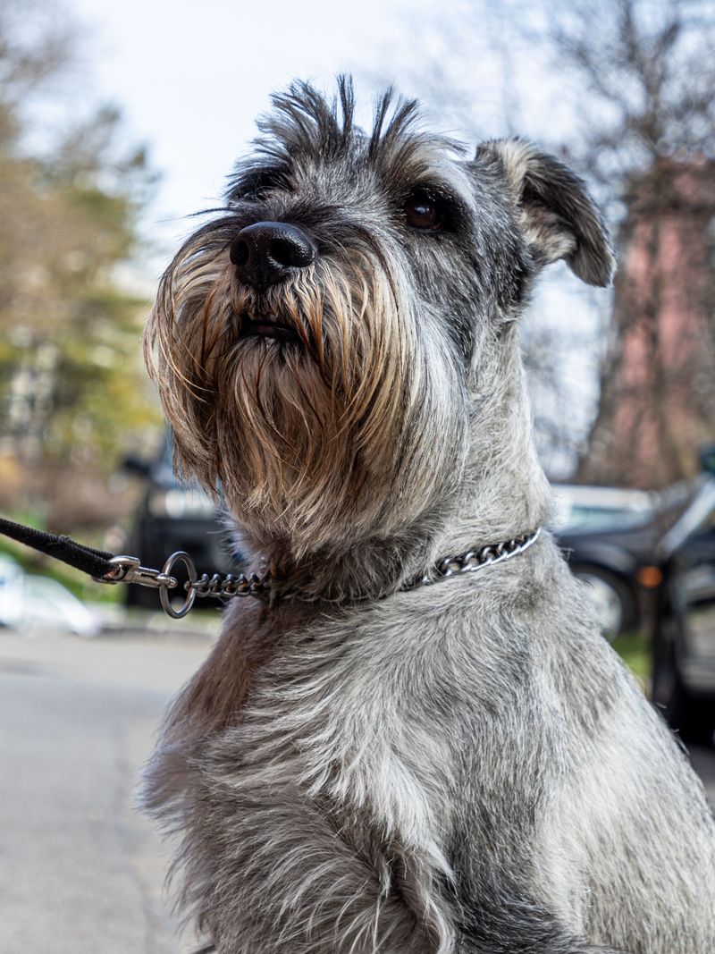 Giant Schnauzer