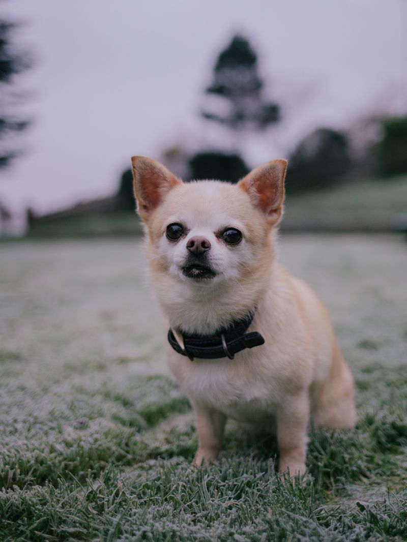 Chihuahua