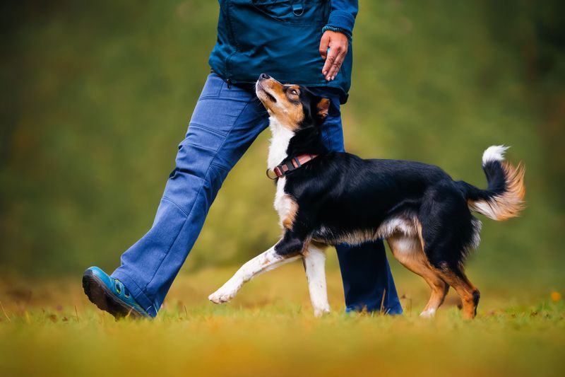 Male or female? These 11 differences may matter more than most adopters realize 6 Males often seek more physical affection
