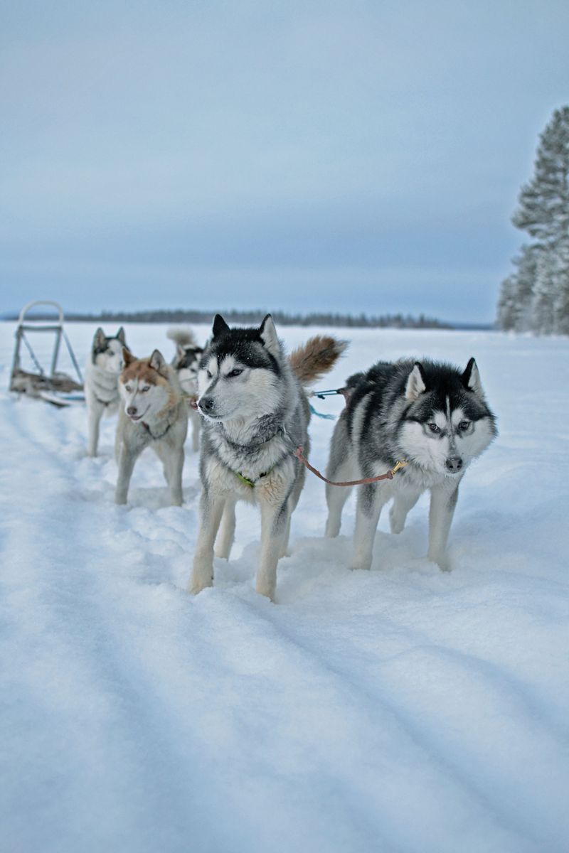 A full bowl and a long walk can solve a lot - Just not everything these dogs need 13 Siberian Husky - team player at heart