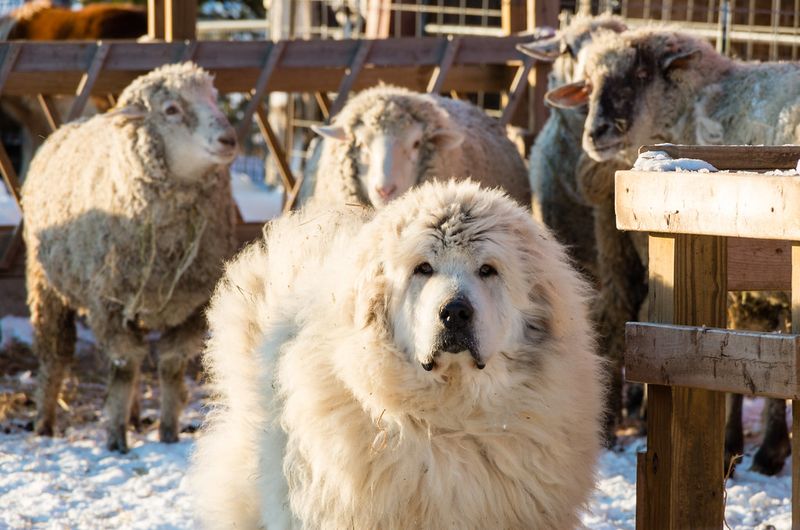 These giant balls of fur can stop strangers in their tracks - and their personalities keep people interested 4 Great Pyrenees