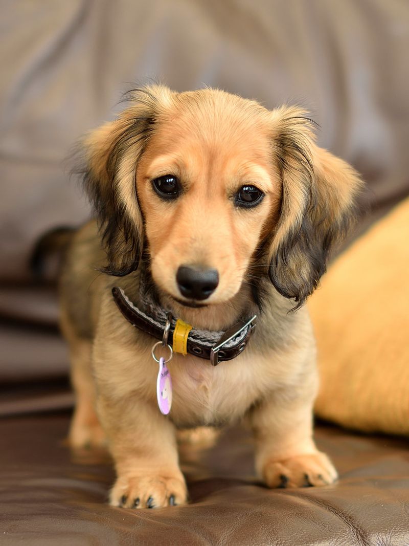 Dachshund (Miniature)