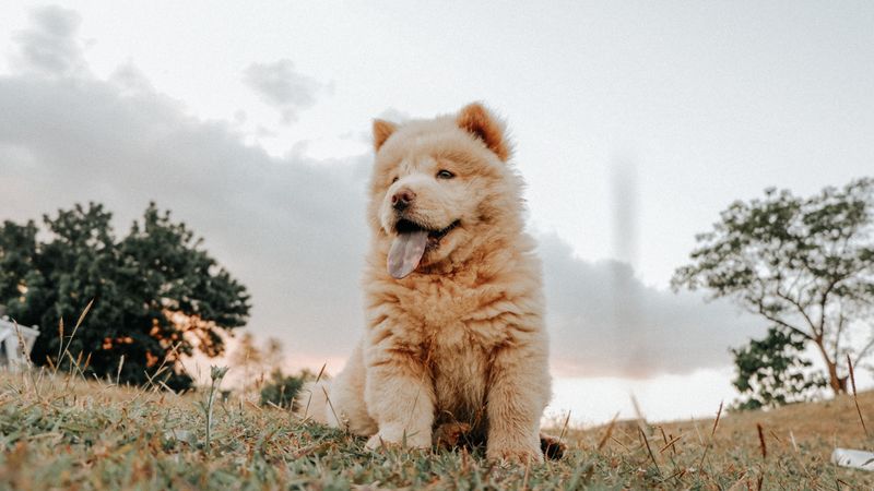 The happiest moments for these 12 dog breeds rarely happen in the middle of a crowd 10 Chow Chow