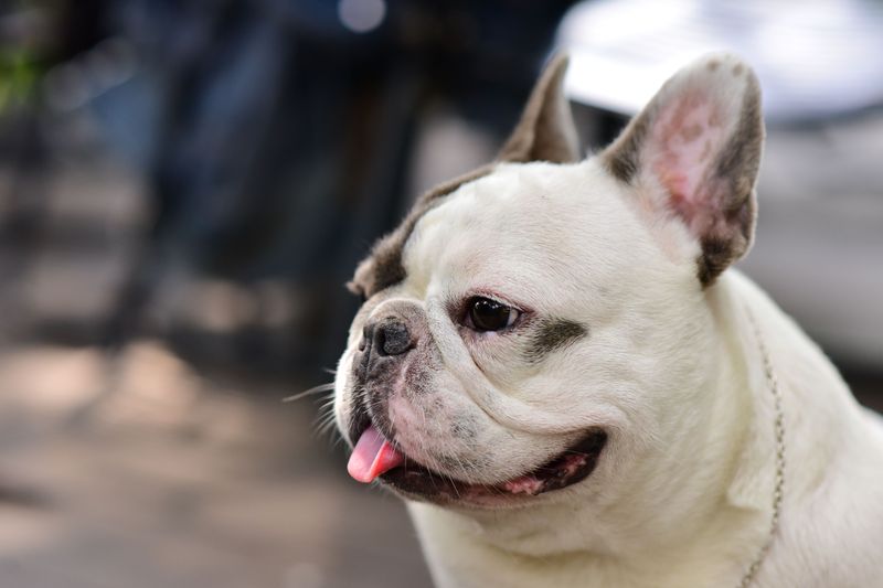 Your dog isn't acting like itself anymore? These 13 breeds highlight why small changes deserve a closer look 7 French Bulldog