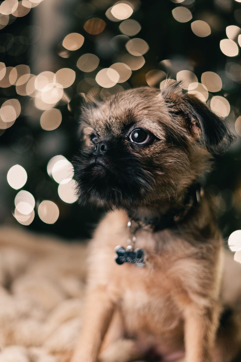 Your tiny dog doesn't automatically want to meet everyone - these breeds reveal the social divide 9 Brussels Griffon