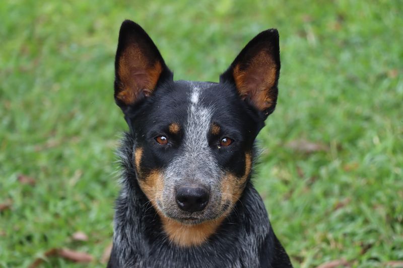 Owning a smart dog sounds impressive - Until the dog starts outthinking you 7 Australian Cattle Dog - The Efficiency Expert