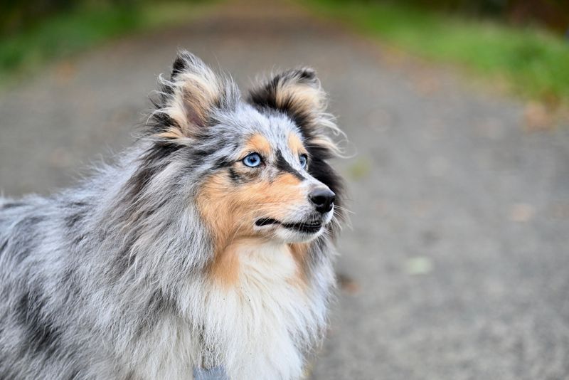 10 dogs that treat the front window like a second television - except they're also watching the audience 7 Shetland Sheepdog - the Neighborhood Referee